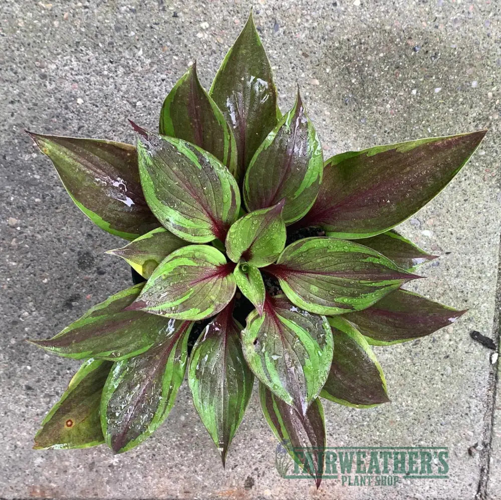 A vibrant hosta red ninja plant with glossy green and deep burgundy variegated leaves radiating from a central point