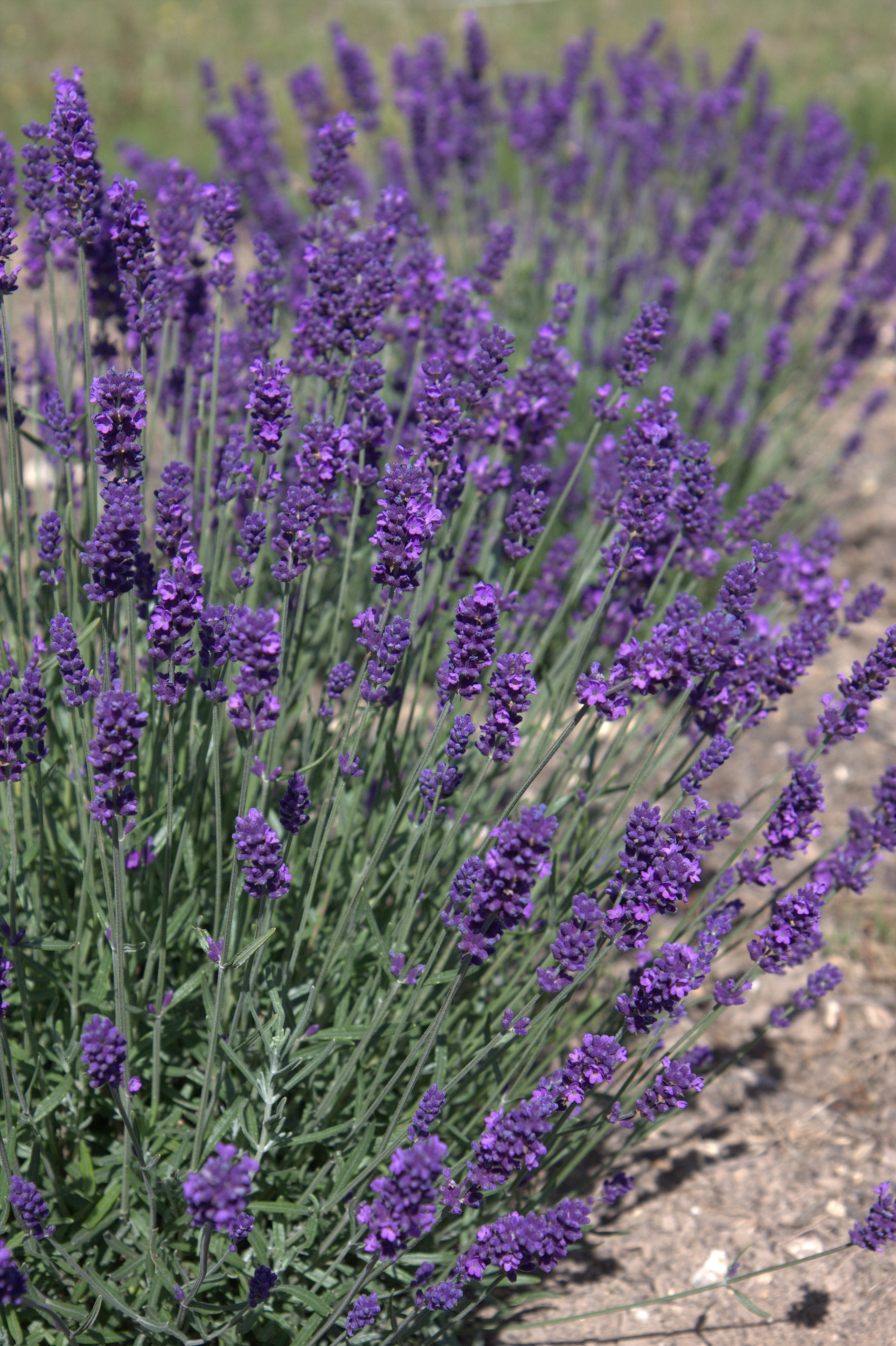 Lavender angustifolia Hidcote