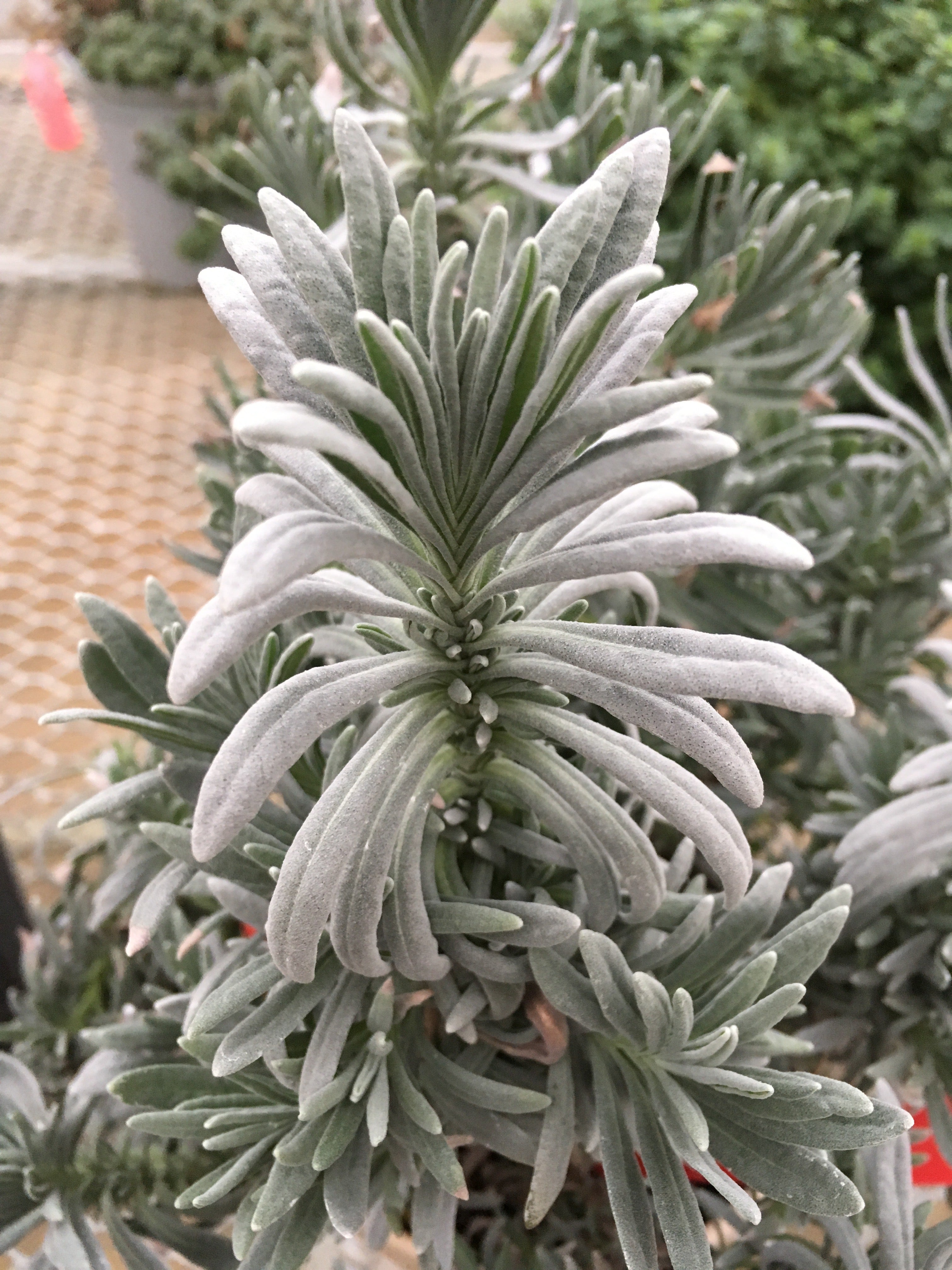 Lavender x intermedia Sensational