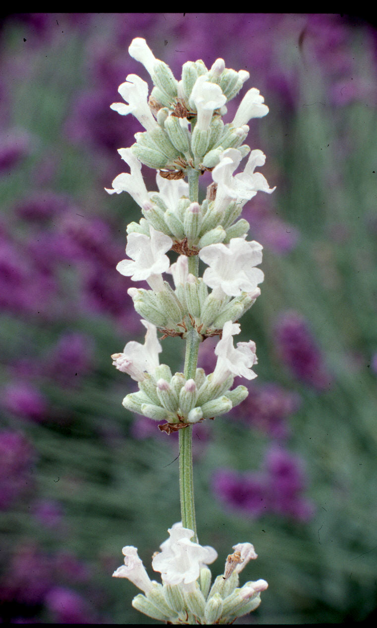 Lavender angustifolia Arctic Snow