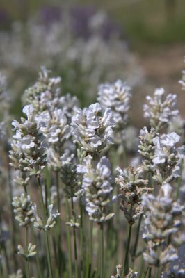 Lavender angustifolia Arctic Snow