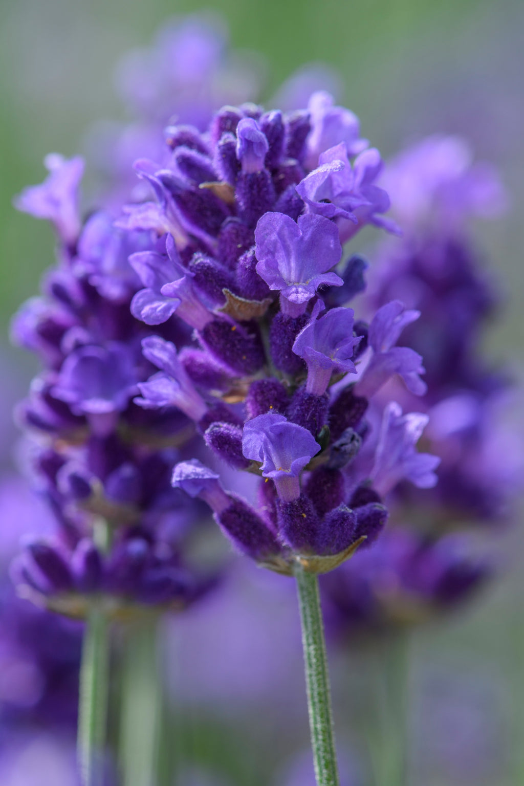 Lavender angustifolia BeeZee Dark Blue