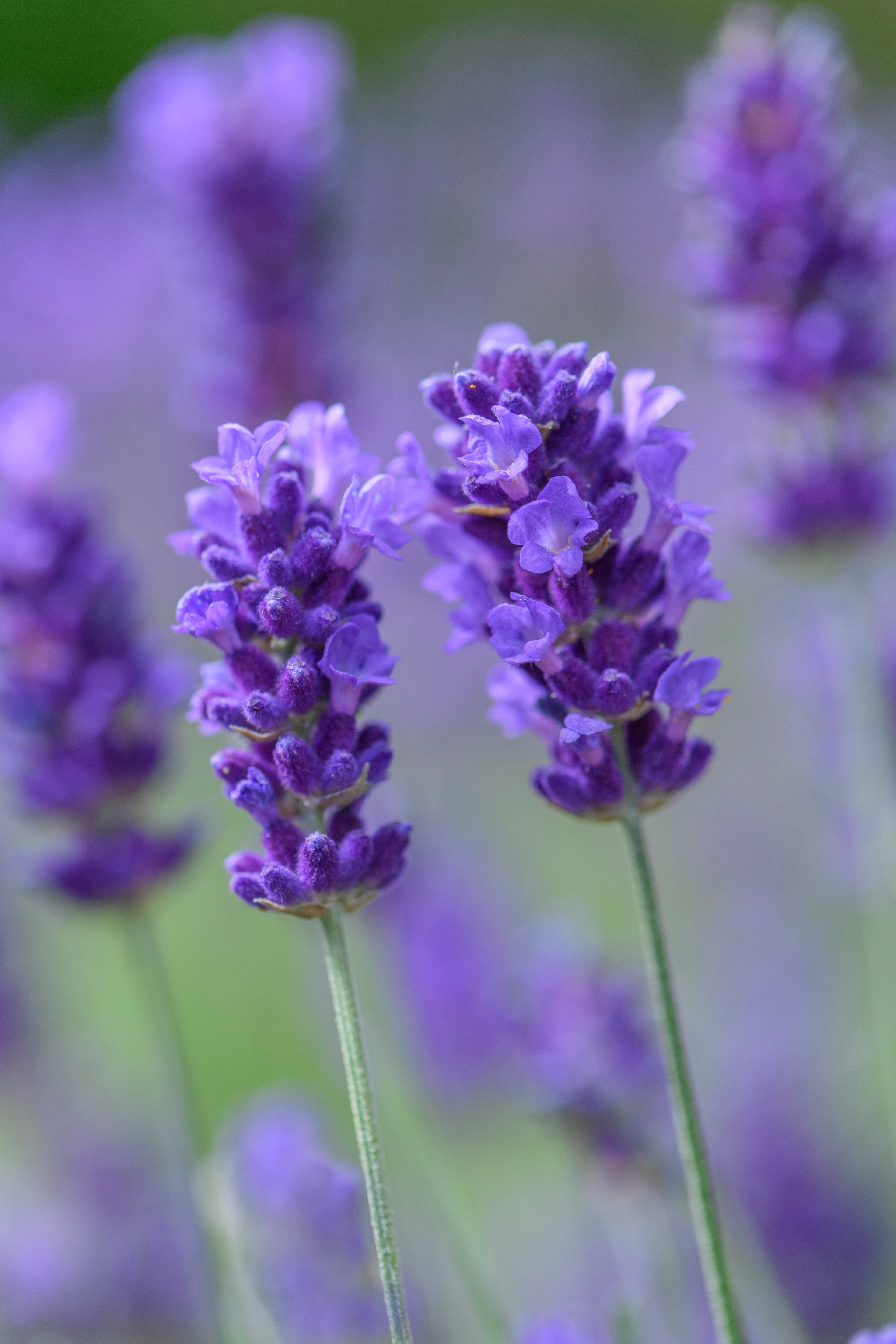 Lavender angustifolia BeeZee Dark Blue
