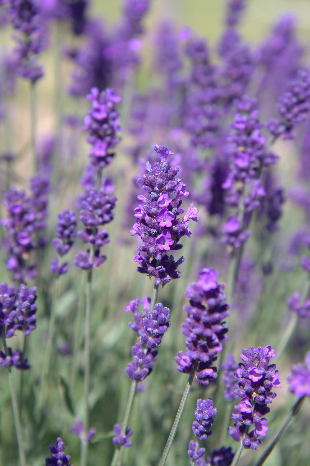 Lavender angustifolia Hidcote