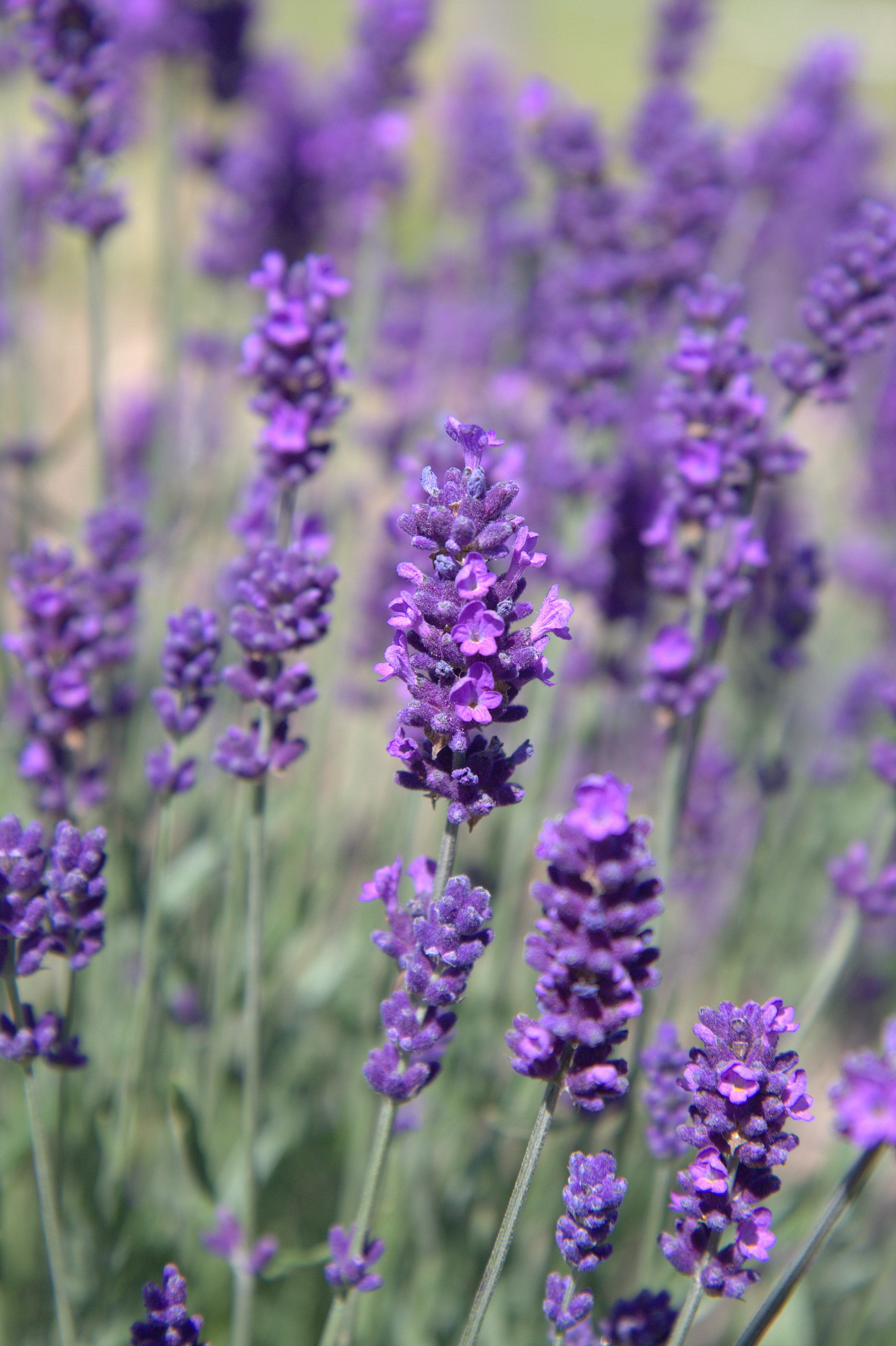 Lavender angustifolia Hidcote