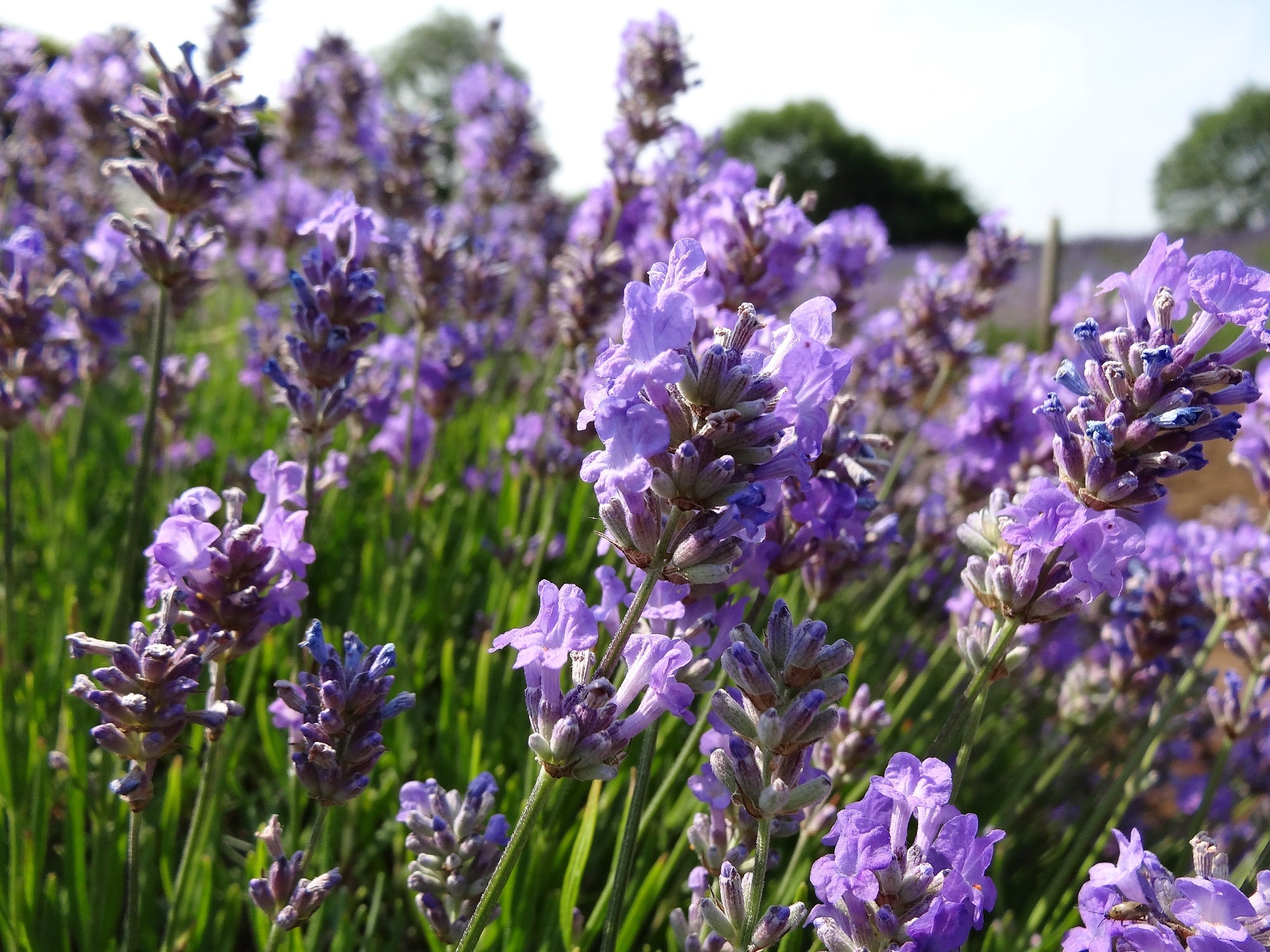 Lavender angustifolia Little Lady