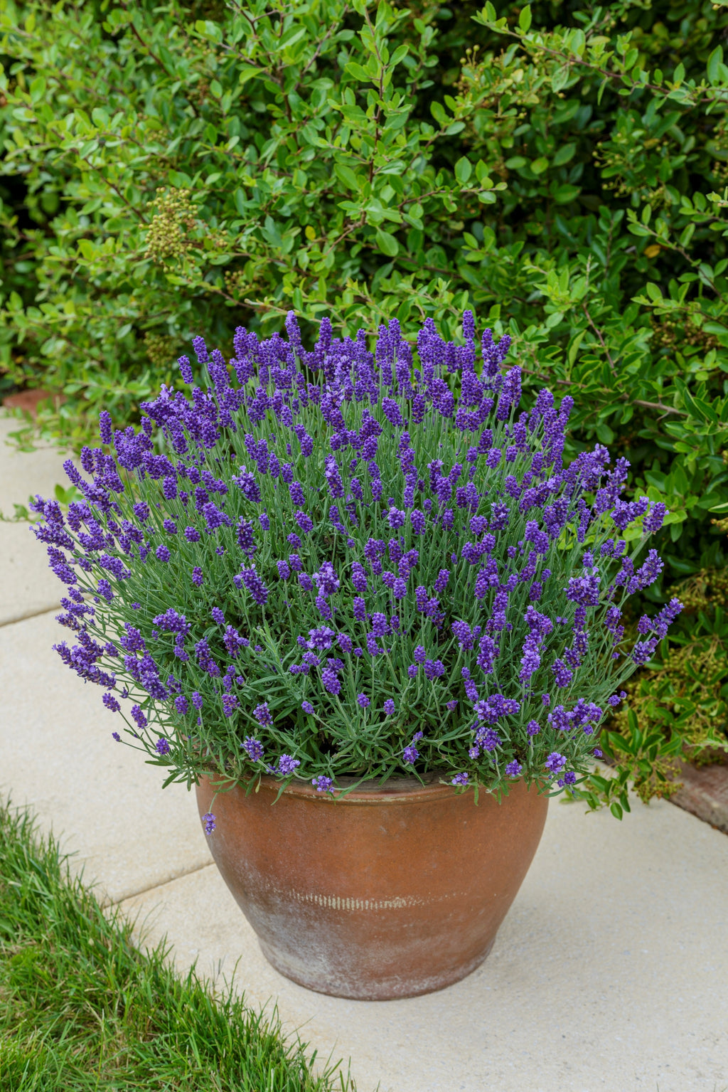 Lavender angustifolia BeeZee Dark Blue