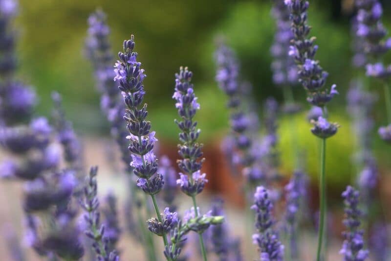 Lavender x intermedia Vera