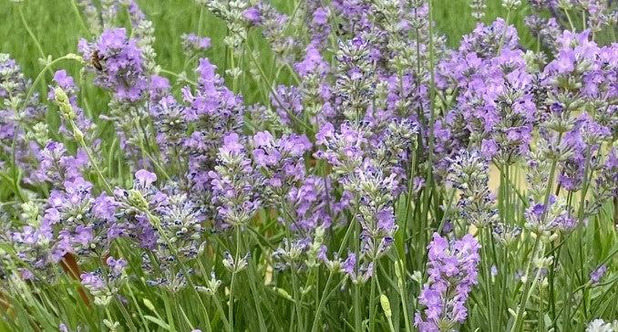 Lavender angustifolia Ashdown Forest