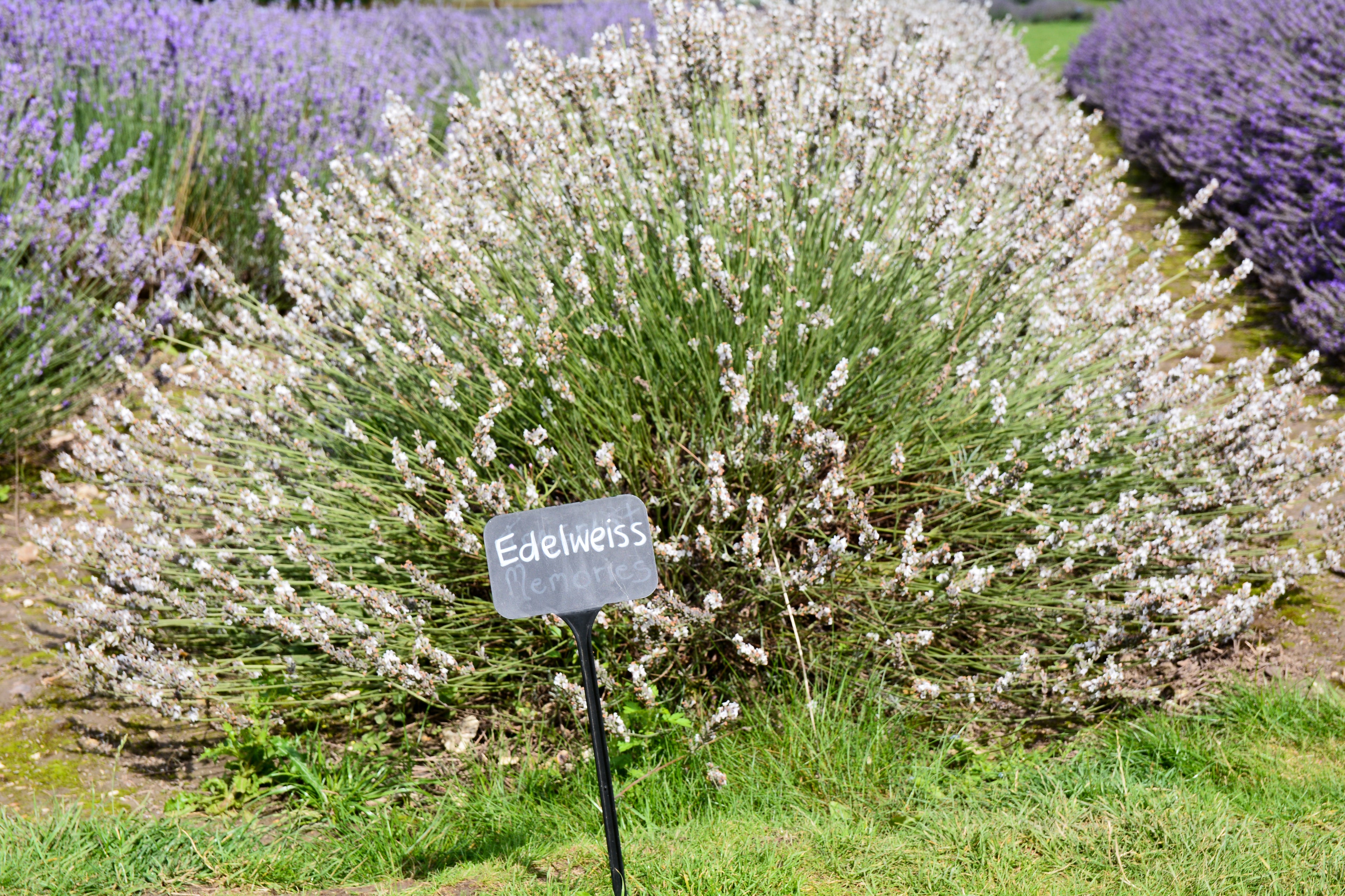 Lavender x intermedia Edelweiss