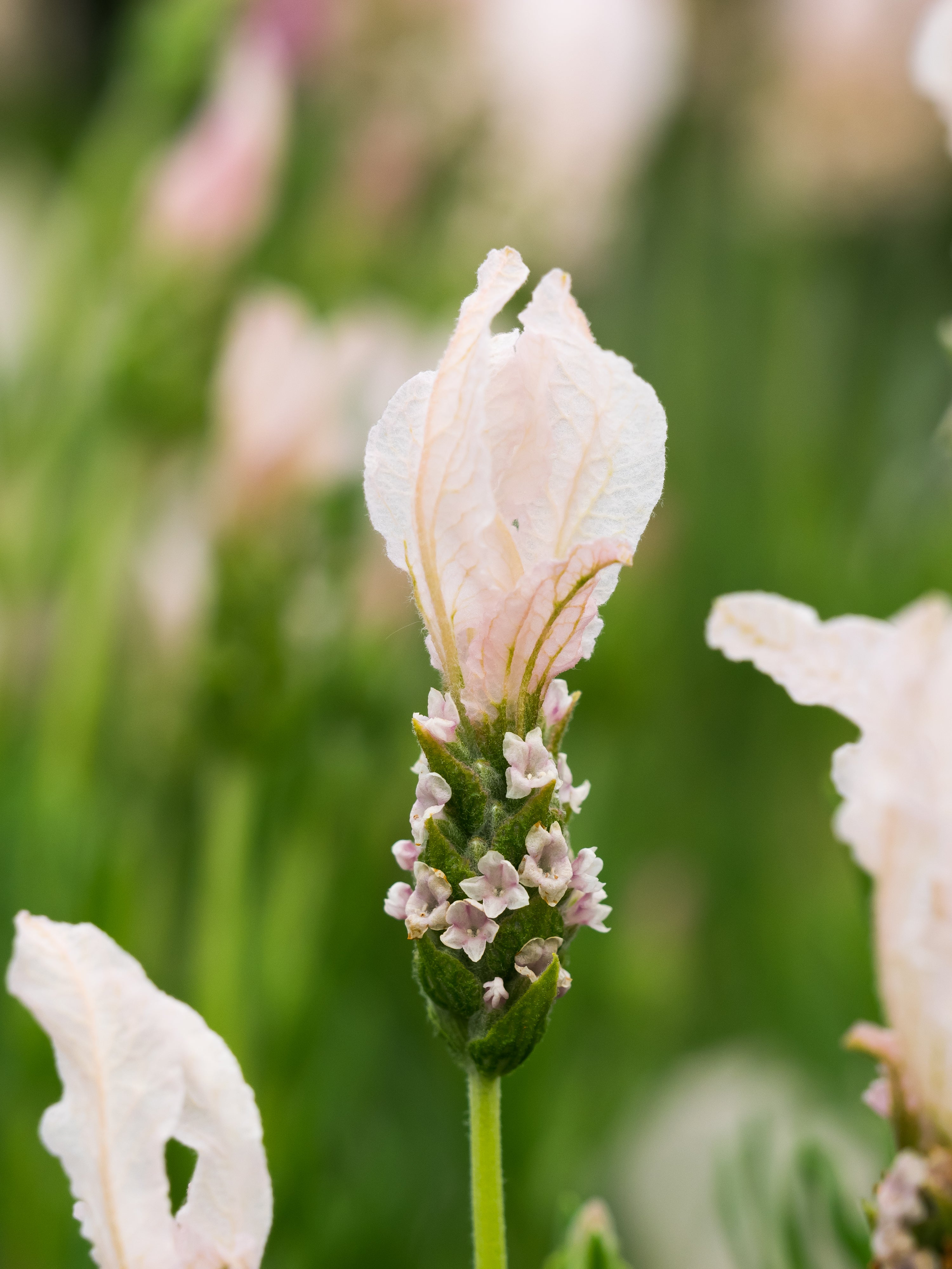 Lavender stoechas Fairy Wings Blush