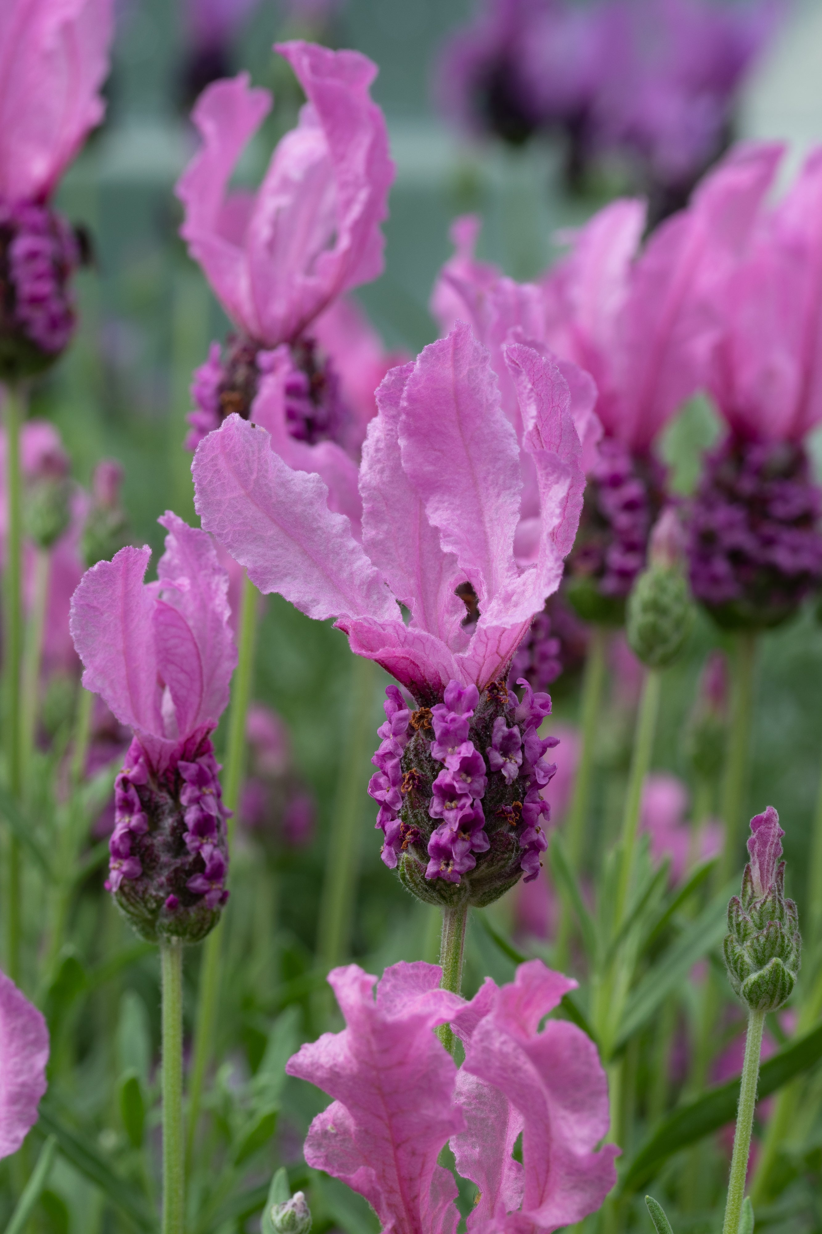 Lavender stoechas Fairy Wings Pink