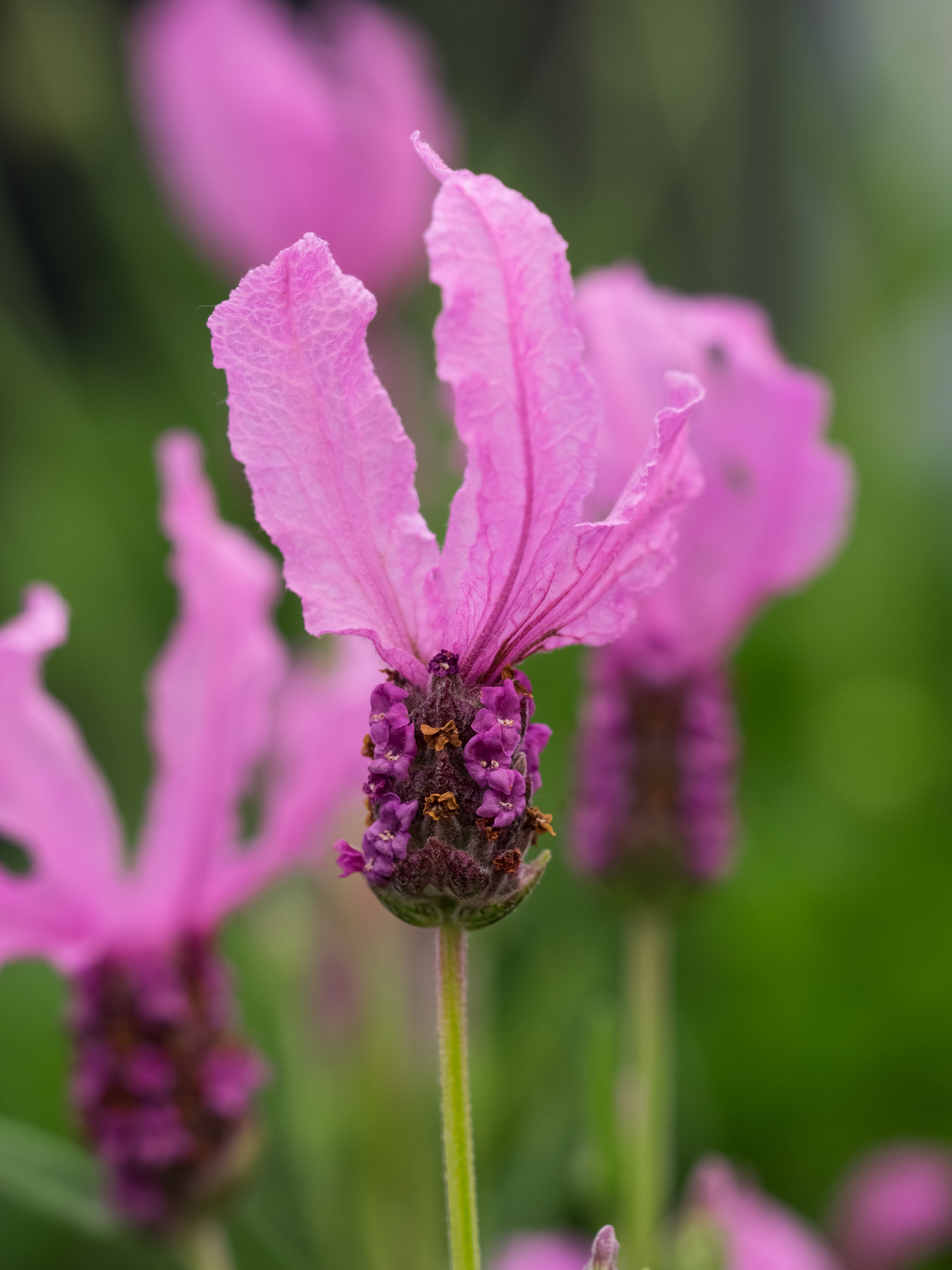 Lavender stoechas Fairy Wings Pink