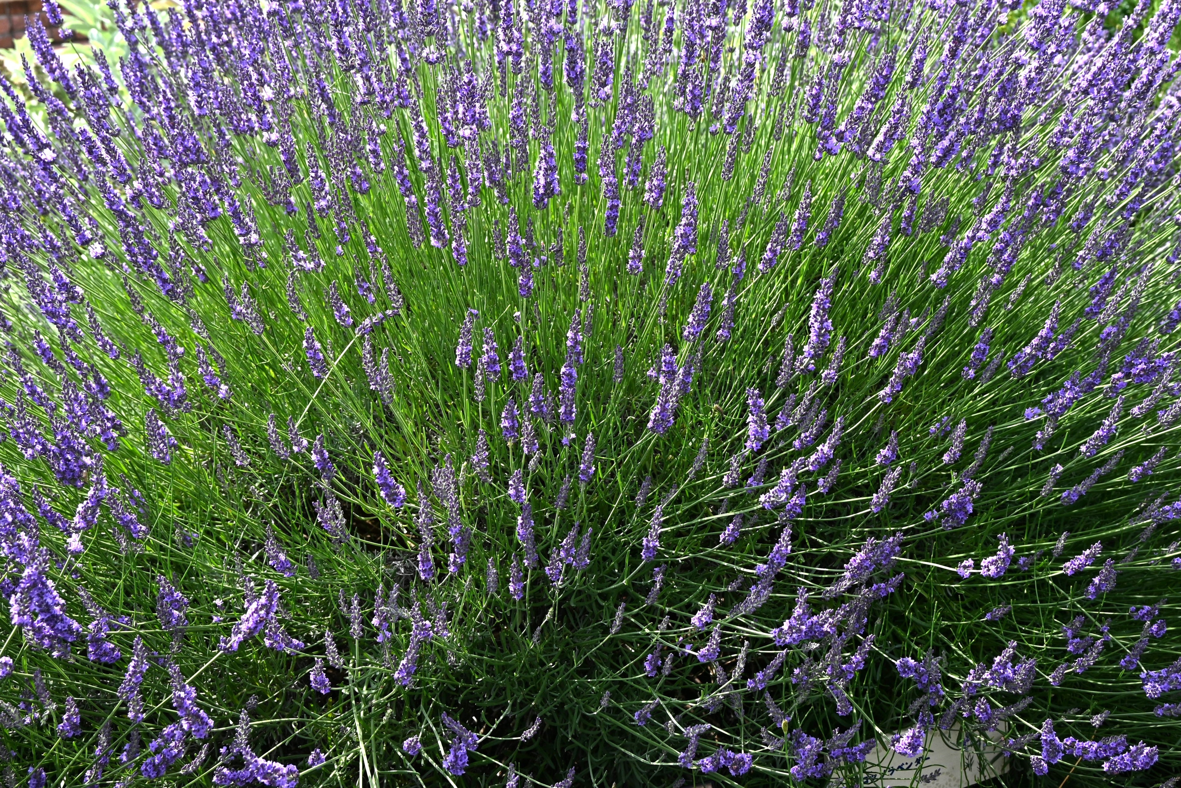 Lavender x intermedia Grosso