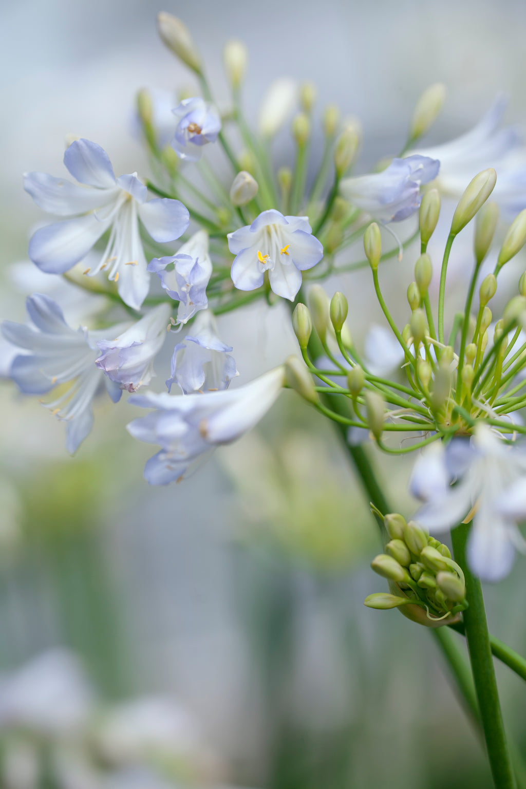 Agapanthus Silver Baby