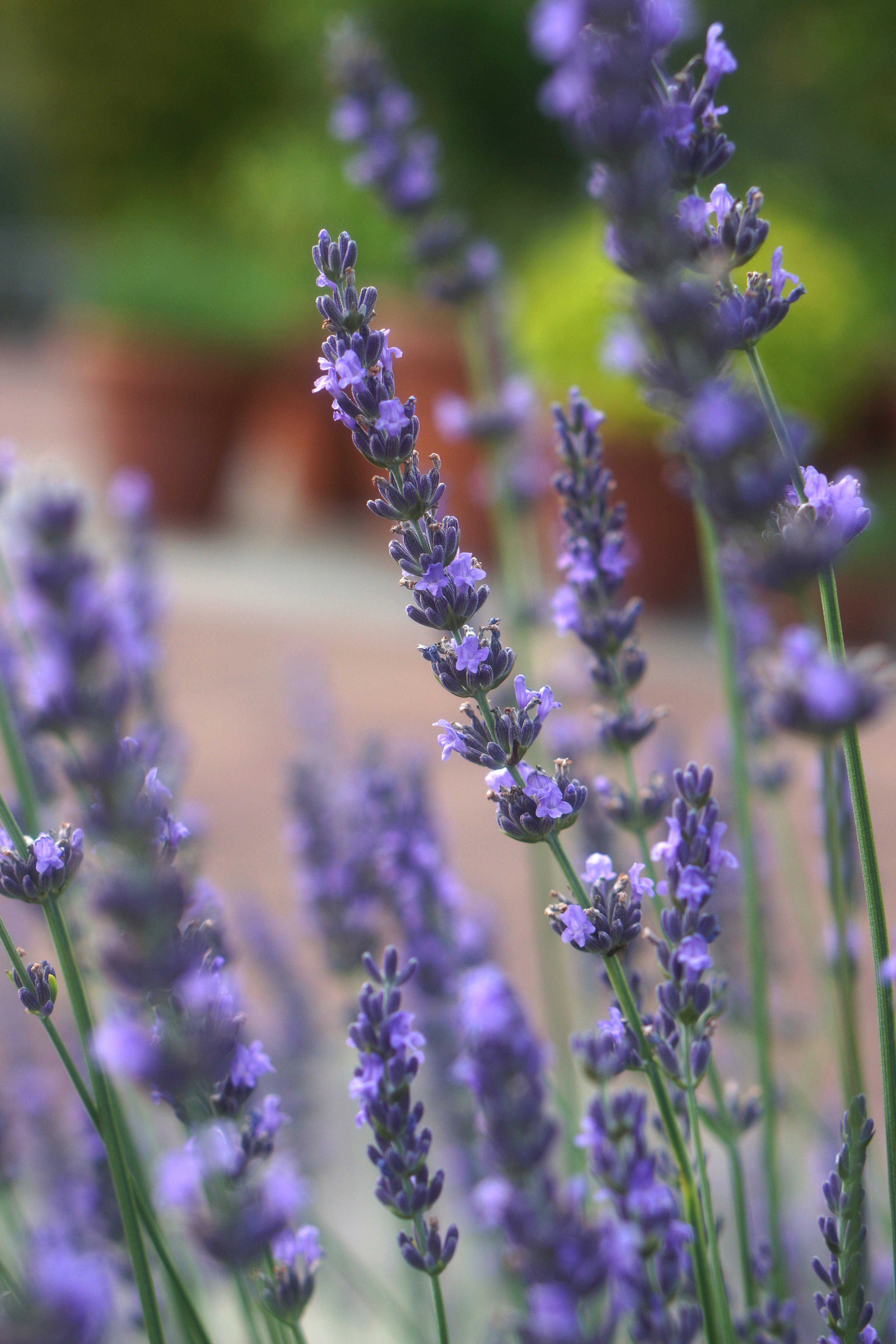 Lavender x intermedia Phenomenal