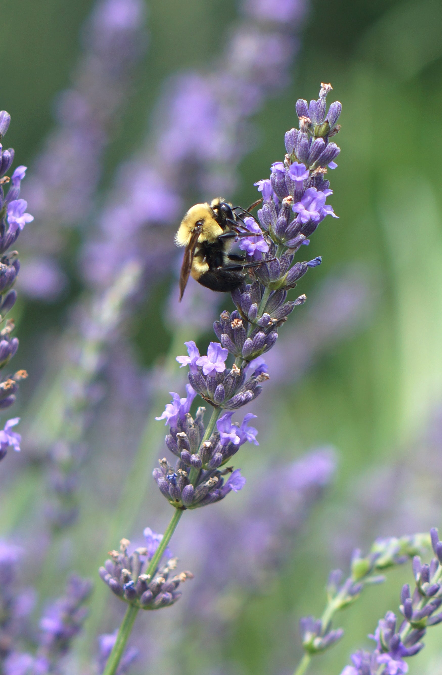Lavender x intermedia Phenomenal