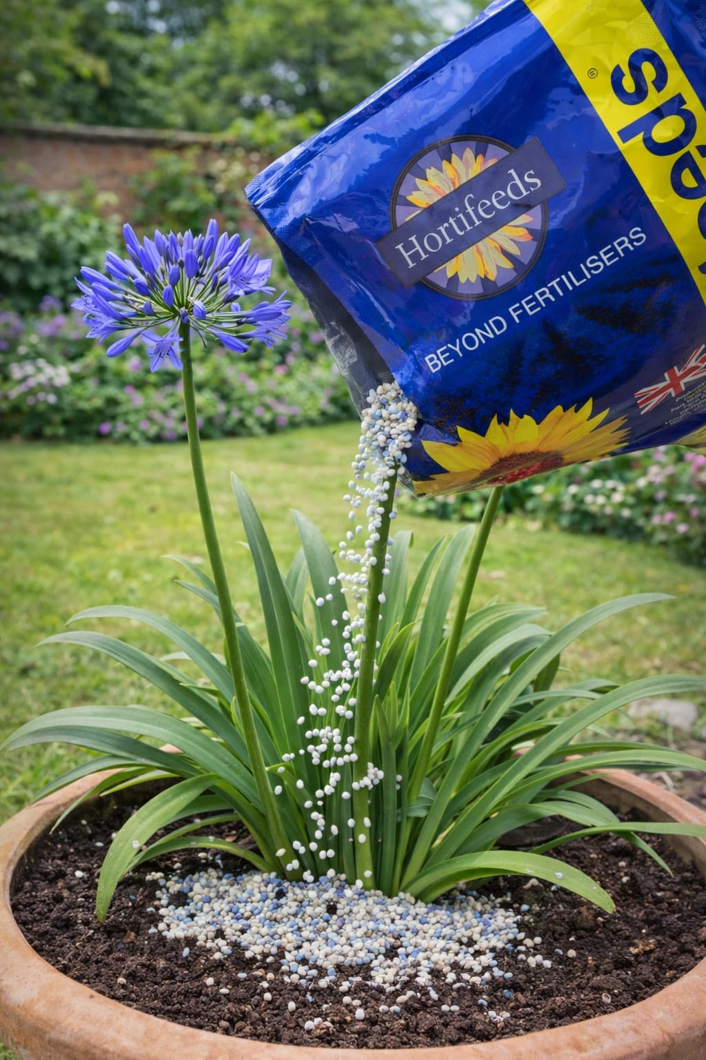 Agapanthus Plant Food