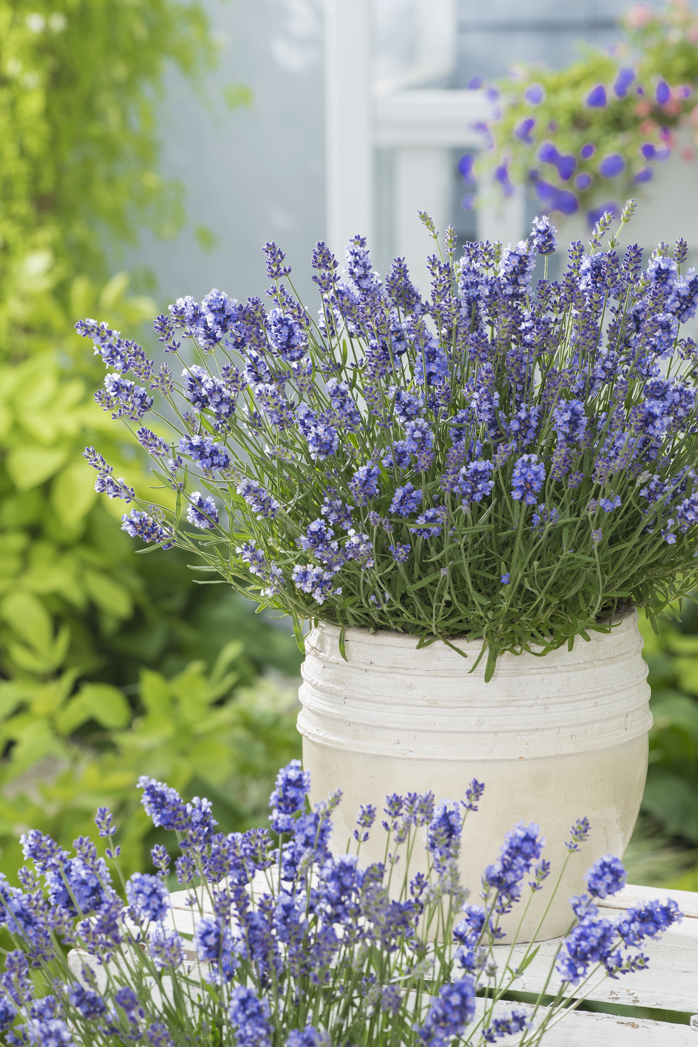 Lavender angustifolia Essence Purple