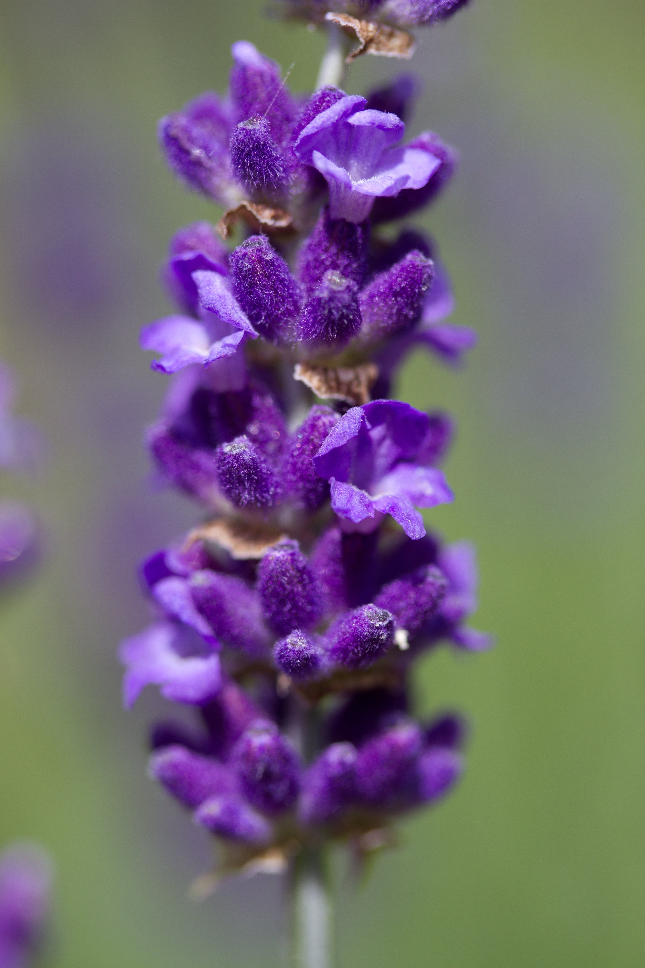 Lavender angustifolia Havanna