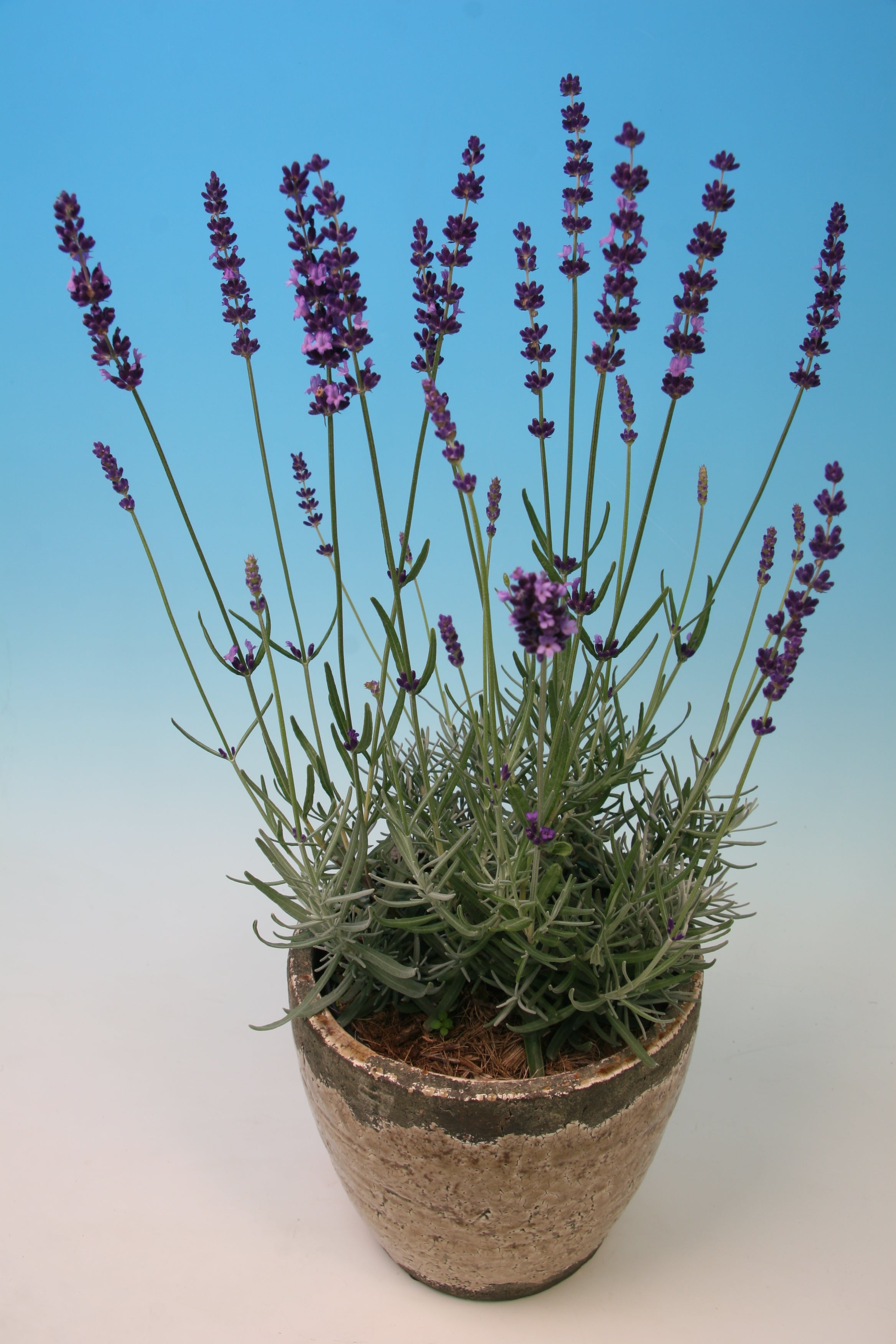 Lavender angustifolia Havanna