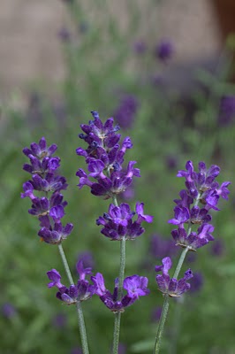 Lavender angustifolia Loddon Blue