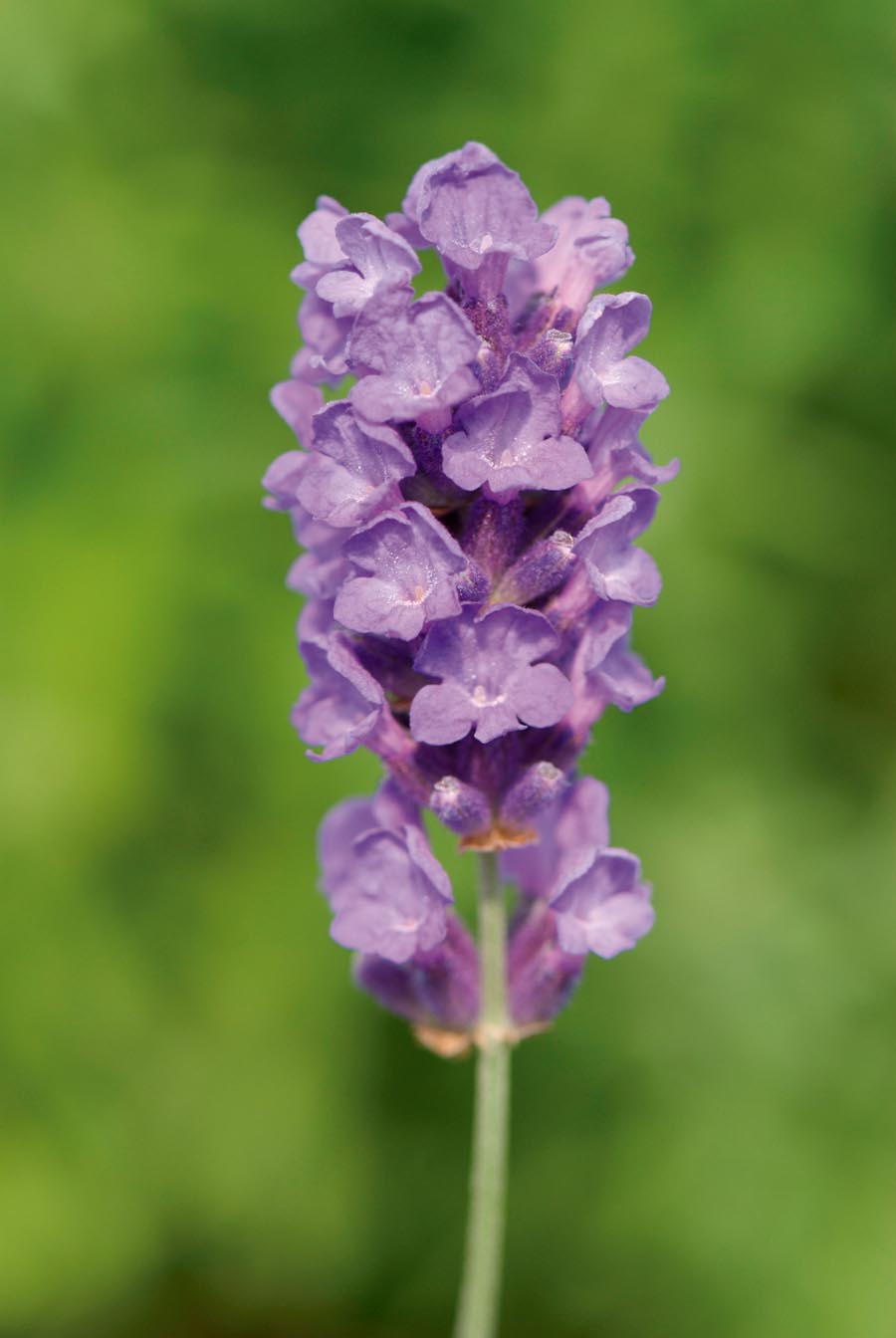Lavender angustifolia Loddon Blue
