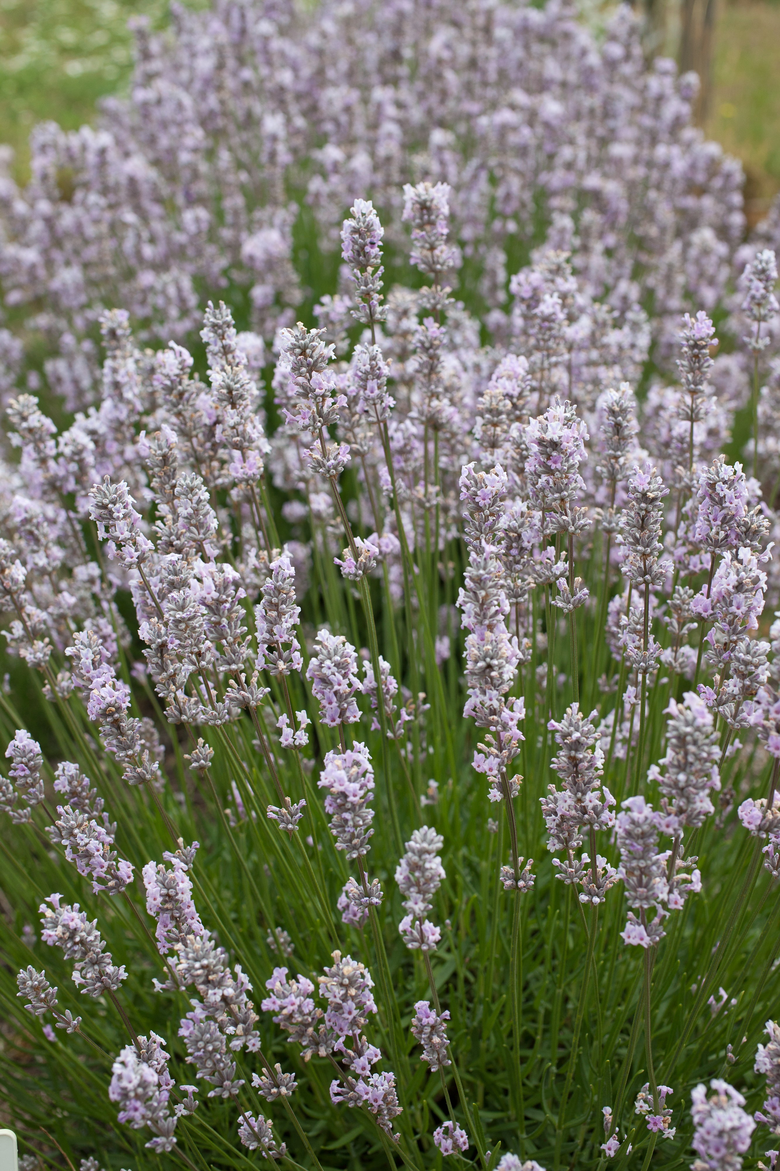 Lavender angustifolia Loddon Pink