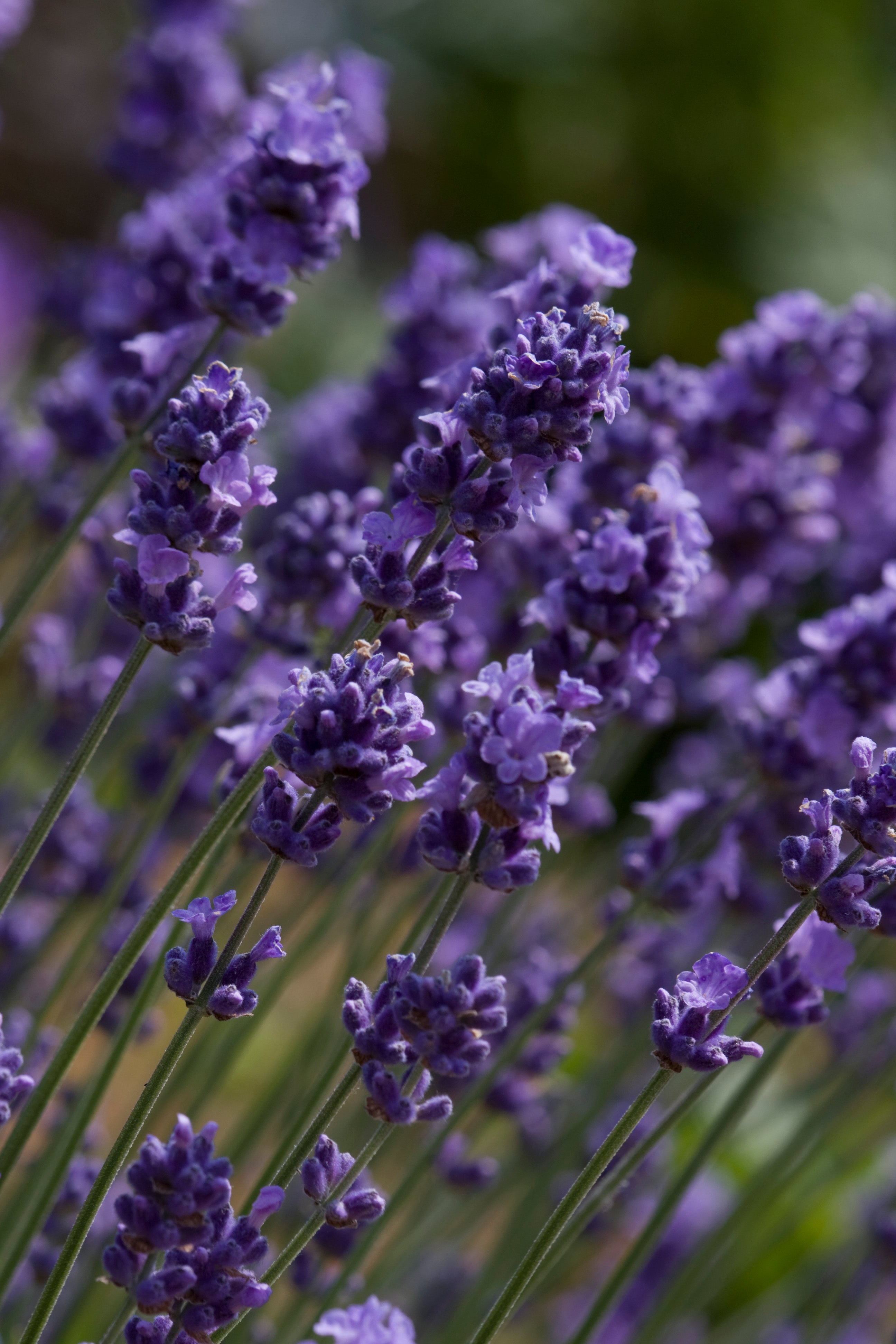 Lavender angustifolia Melissa Lilac