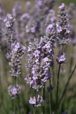 Lavender angustifolia Miss Katherine