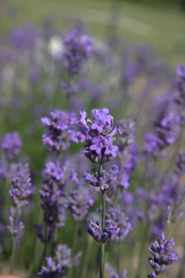 Lavender angustifolia Munstead