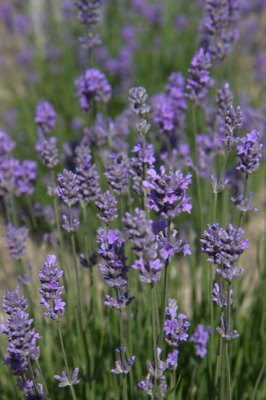 Lavender angustifolia Munstead