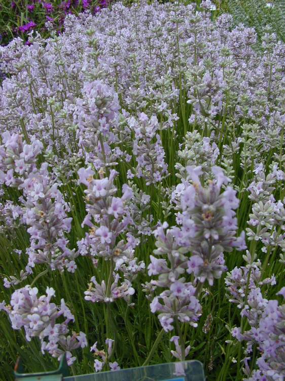 Lavender angustifolia Rosea