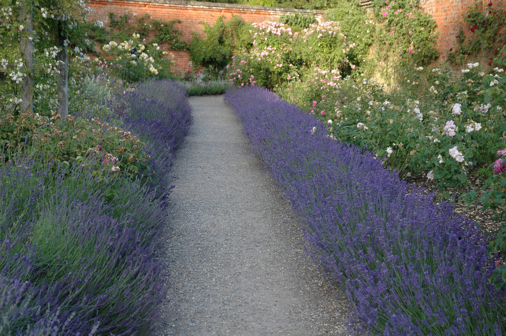Lavender angustifolia Hidcote