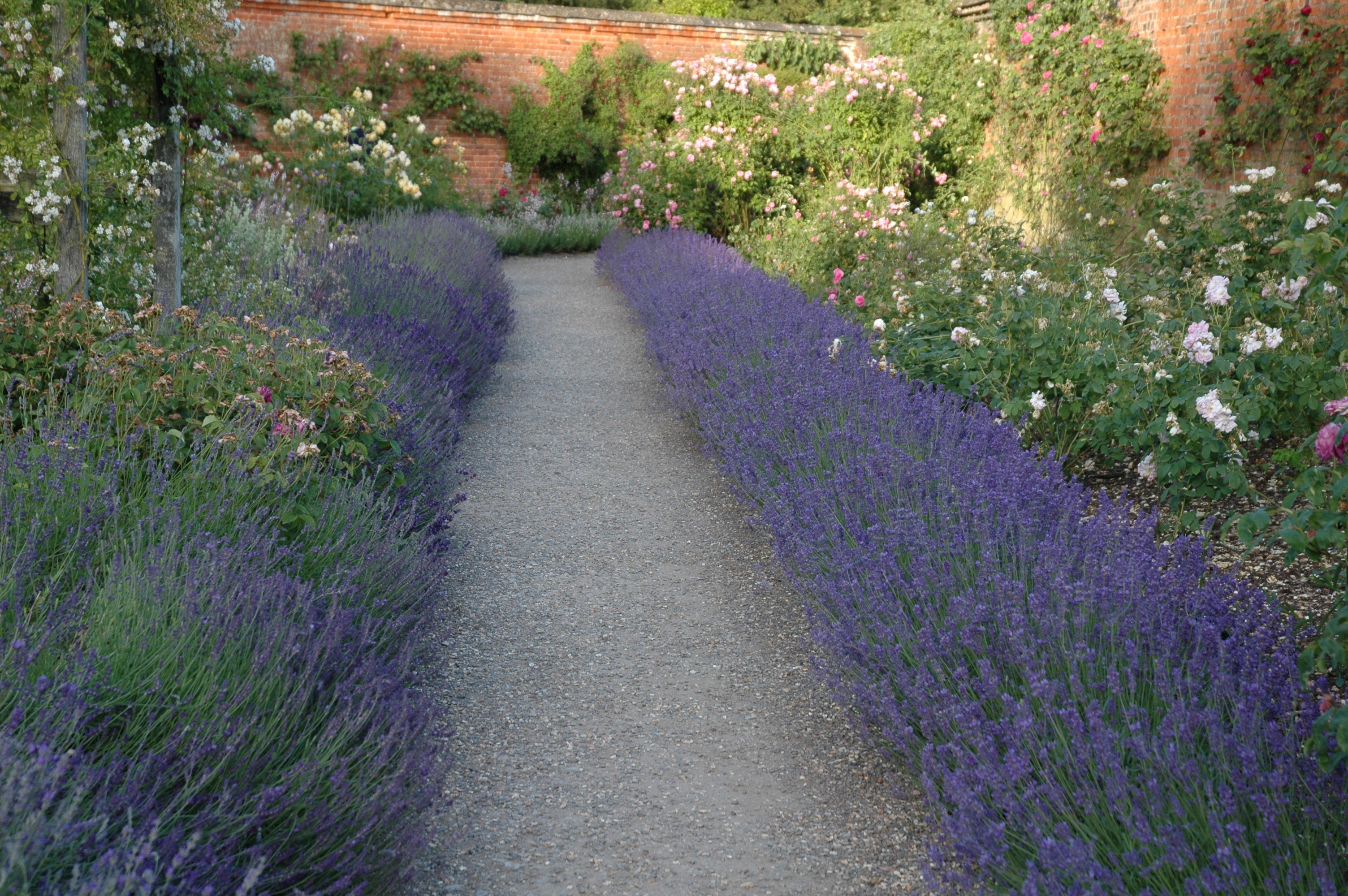 Lavender angustifolia Hidcote