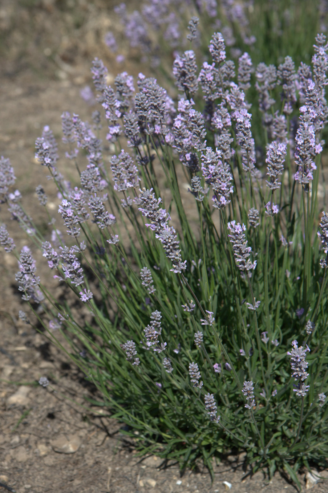 Lavender angustifolia Miss Katherine