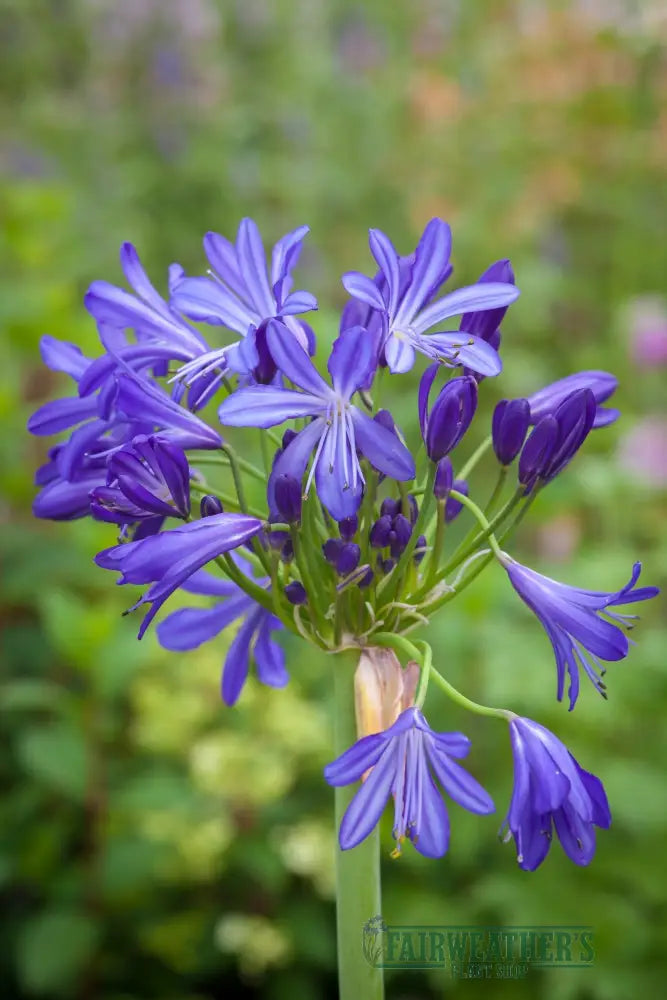 Agapanthus African Skies - Agapanthus