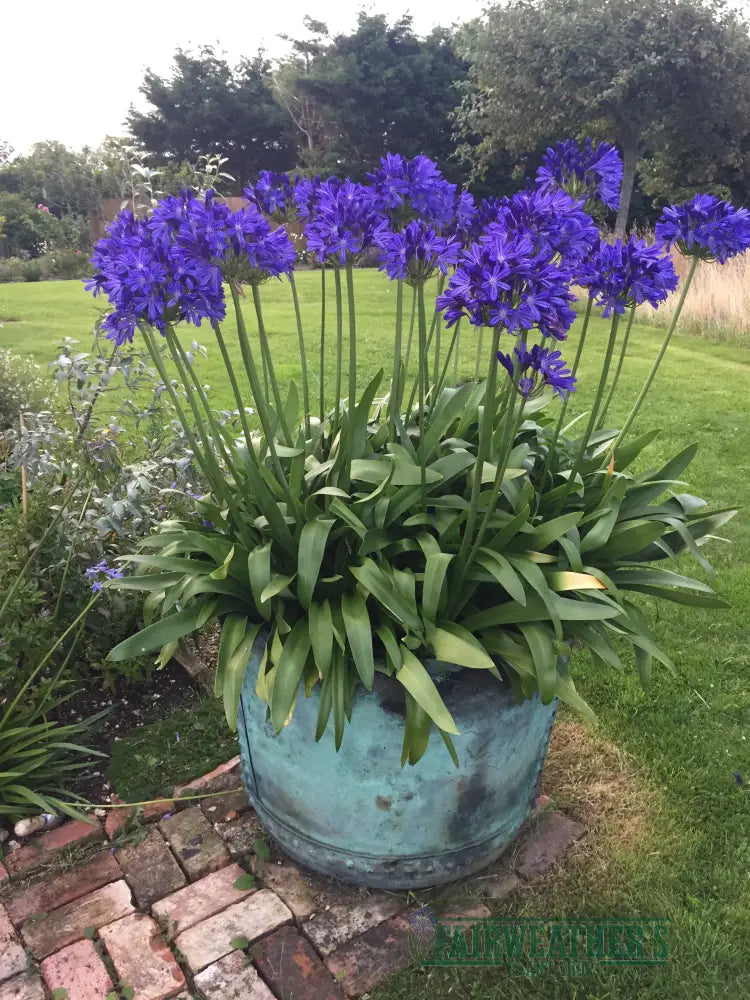 Agapanthus African Skies - Agapanthus