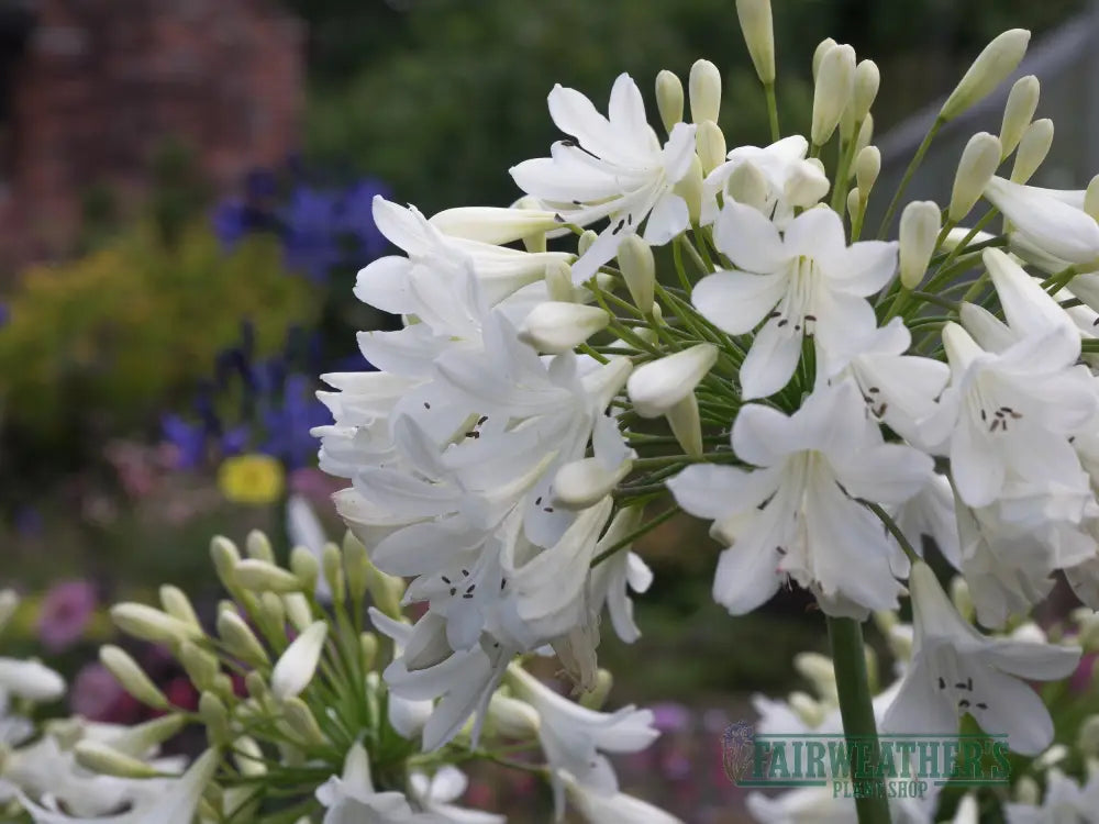 Agapanthus Arctic Star - Agapanthus