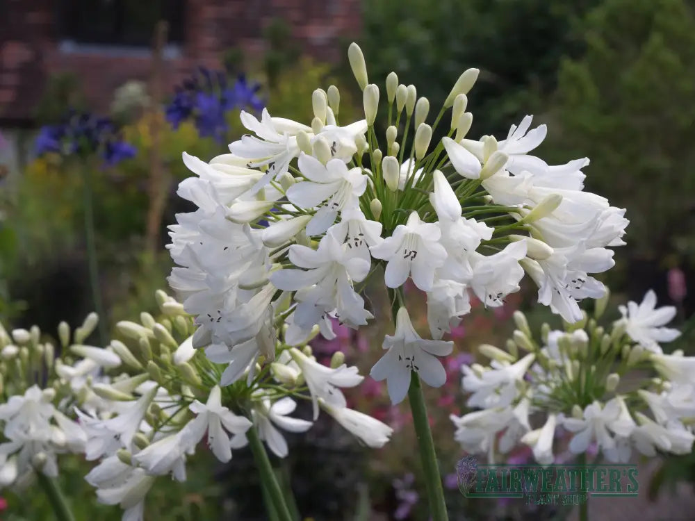 Agapanthus Arctic Star - Agapanthus