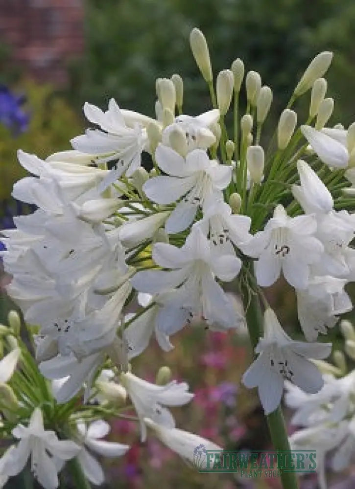 Agapanthus Arctic Star - Agapanthus
