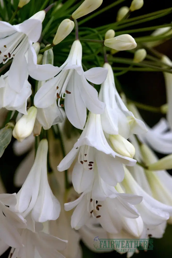 Agapanthus Arctic Star - Agapanthus