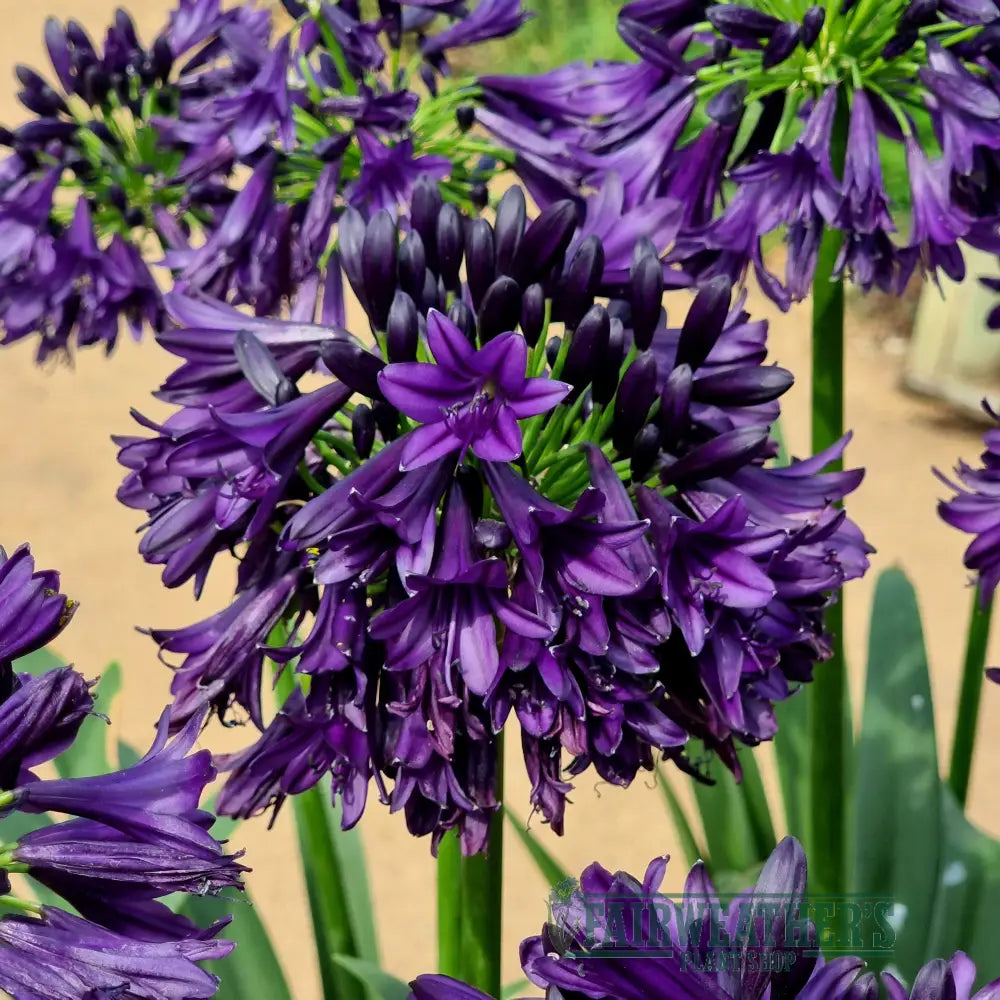 Agapanthus Blackjack - Agapanthus