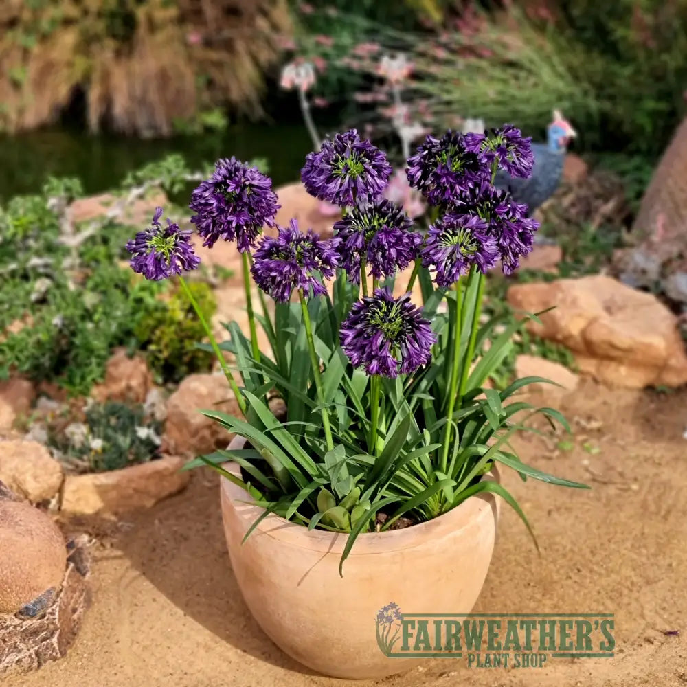 Agapanthus Blackjack - Agapanthus