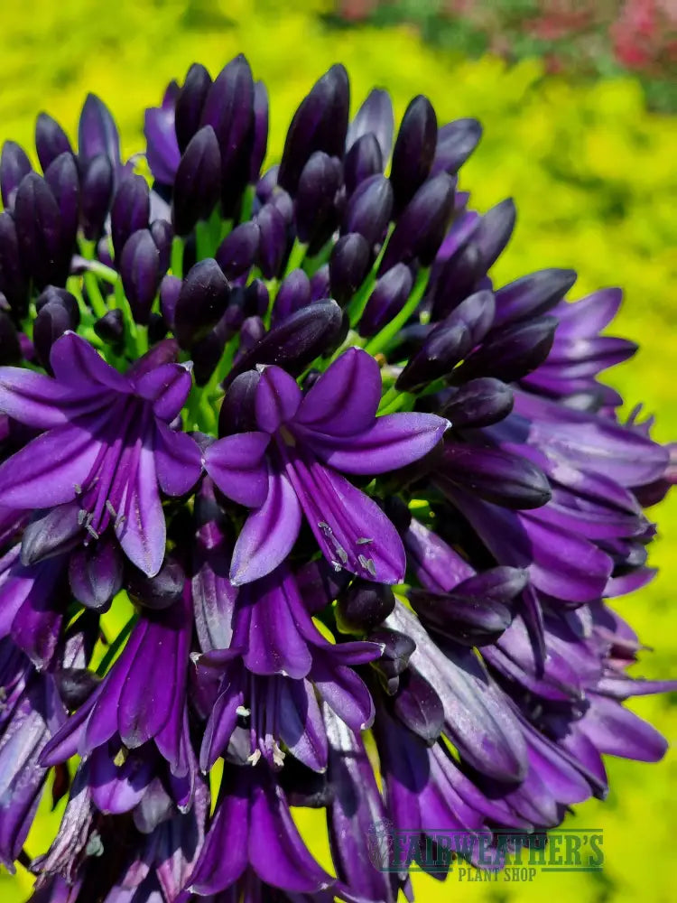 Agapanthus Blackjack - Agapanthus