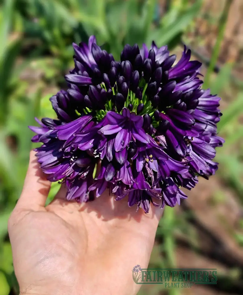 Agapanthus Blackjack - Agapanthus