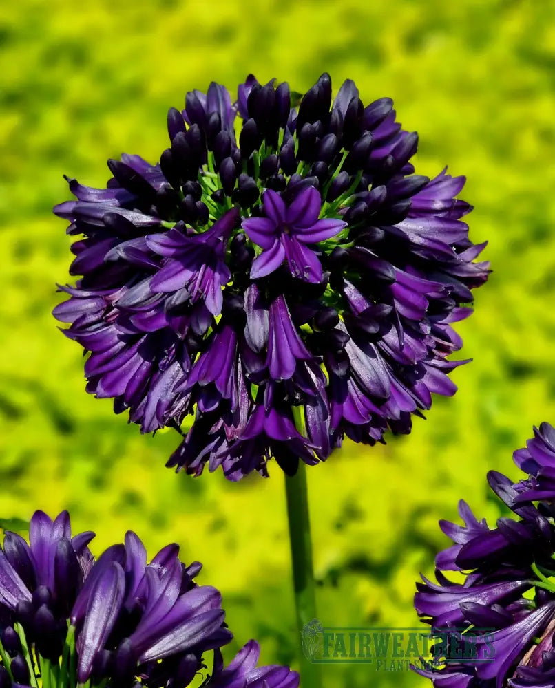 Agapanthus Blackjack - Agapanthus