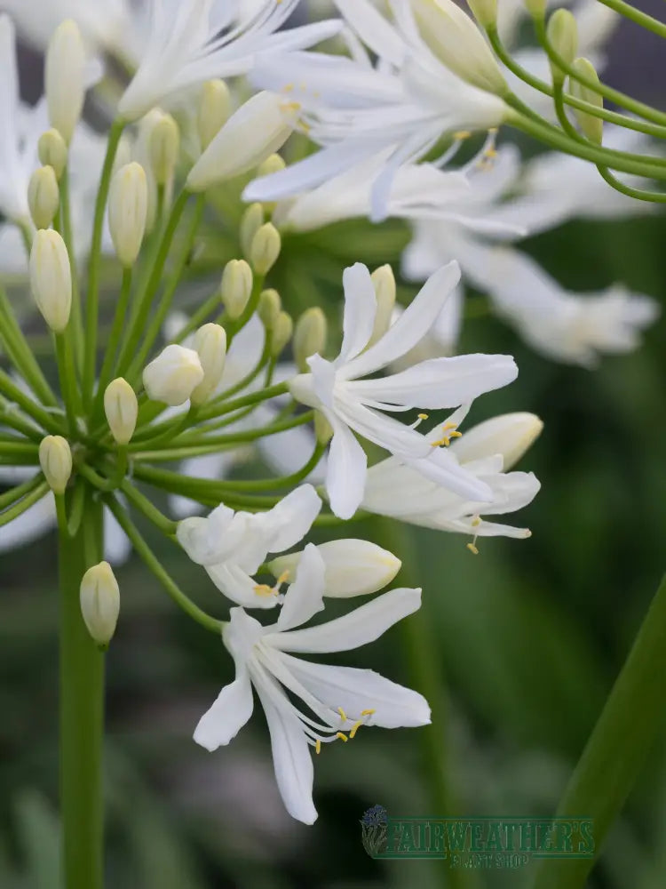 Agapanthus Bridal Bouquet - Agapanthus
