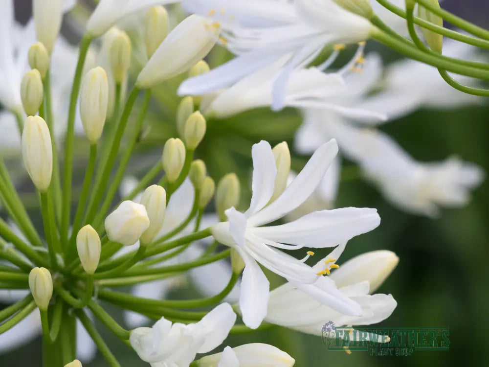 Agapanthus Bridal Bouquet - Agapanthus