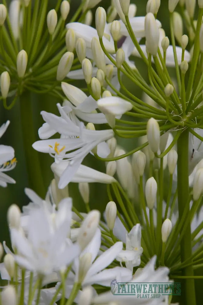 Agapanthus Bridal Bouquet - Agapanthus